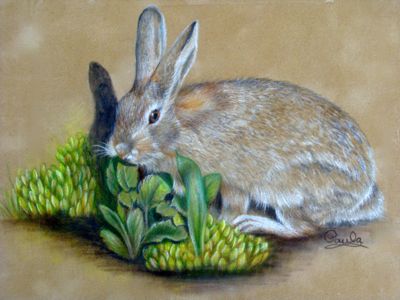 Munchy Bunny Time